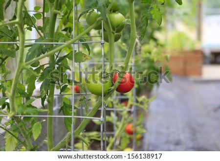 Greenhouse tomatoes. Green and red large tomatoes.