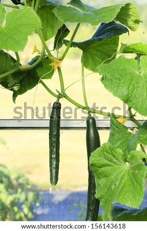 Green house cucumbers. Long green vegetable on the vine.