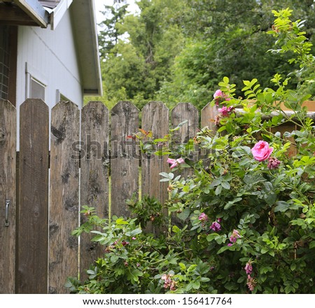 Farm shed with old fence and blooming roses.