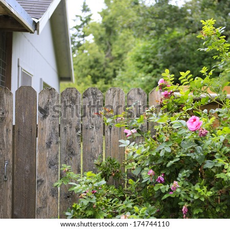 Farm house backyard. Wood old fence with beautiful flourishing roses