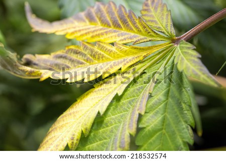 Marijuana leaf turning yellow ( cannabis), hemp plant. Harvest time.