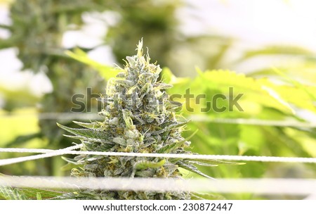 Detail of a Cannabis plant. Lemon OG marijuana strain. Huge indoor flower-head