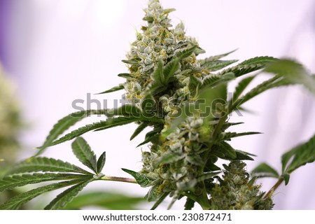 Detail of a Cannabis plant. Lemon OG marijuana strain. Huge indoor flower-head
