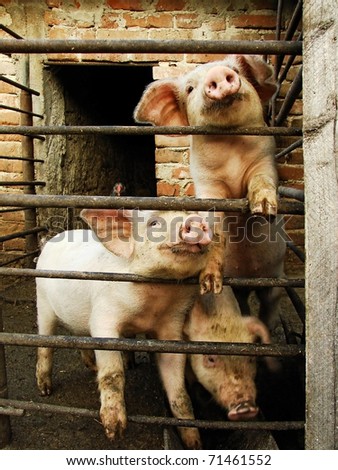 Three young cute pigs behind metal fence and shed