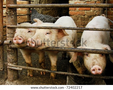 Three young dirty pigs behind the metal fence and shed. Photographed in Romanian village.