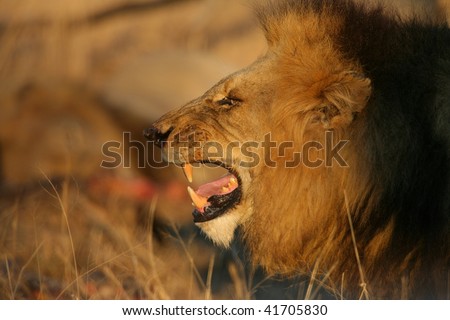Lion Snarl