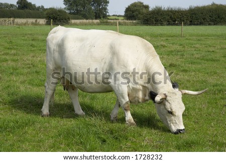 Uk Cattle Breeds