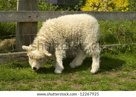 Greyface Sheep