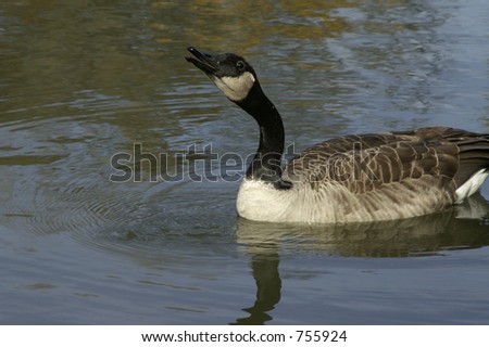 Goose gargling water down his long neck