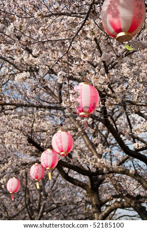A line of round pink lanterns amongst cherry blossoms at a cherry blossom festival in Japan