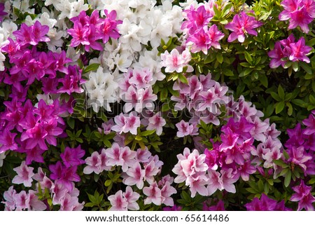 Background of Japanese pink white and purple azaleas