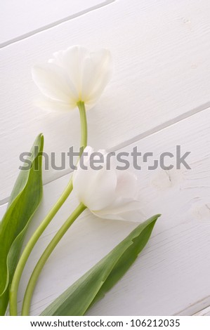 white tulips on white floor