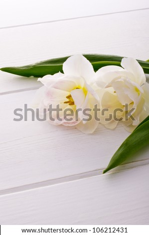 white tulips on white floor