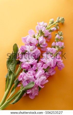 stock flower and ribbon on orange background