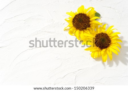 sunflower on white Spanish wall