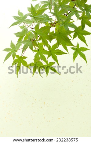green japanese maple on the japanese paper