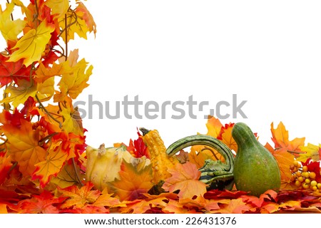 Colorful Fall Border, Three small gourds on fall leaves isolated on white
