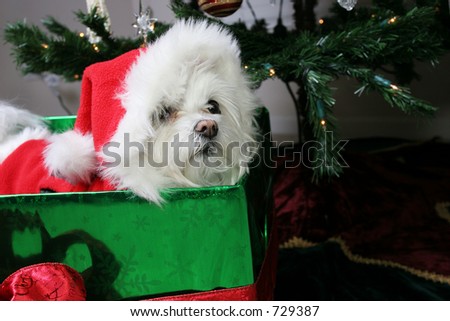 Santa Puppy in Gift