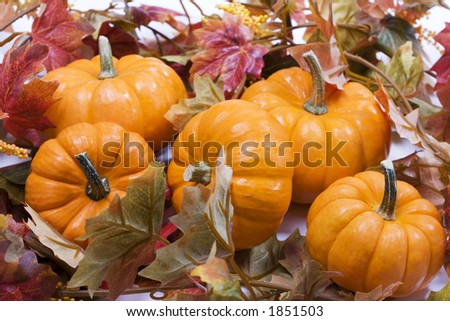 Five fall pumpkins on white background with fall leaves