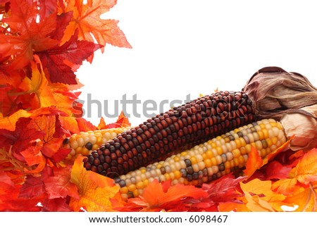 Fall border with corn, leaves, isolated on white background