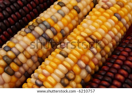 Close up of Indian corn for a holiday background