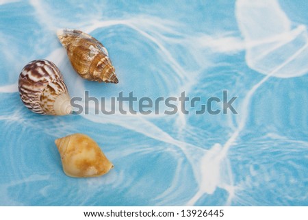 Seashells on a blue and white background with copy space