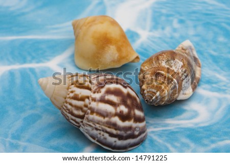 Seashells on a blue and white background