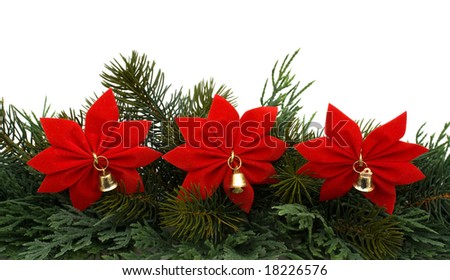 Christmas tree limb with red poinsettia flowers on white background, Christmas border