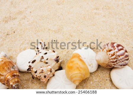 Seashells making a border on sand background, sand dollar border