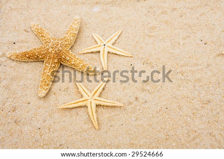 Starfish Border