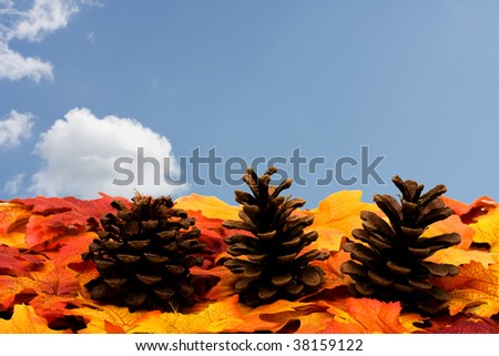 Fall colored leaves with pine cones making a border on a sky background, Fall Leaves