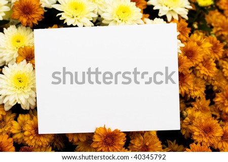 A close up of fall coloured mum flowers with a blank note, blank note