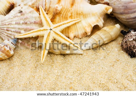 Sand With Shells