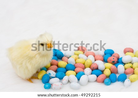 Easter eggs with a baby chick on a white background, Happy Spring Time