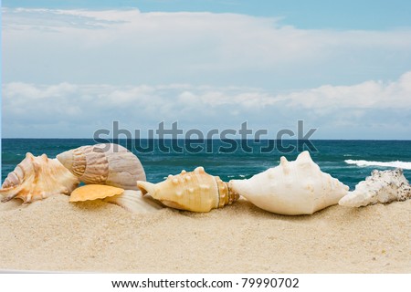 A bunch of different seashells  in the sand at the beach, Day at the beach