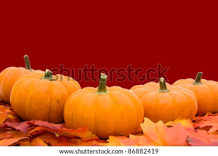 Five pumpkins on fall leaves with a bright red background, autumn scene