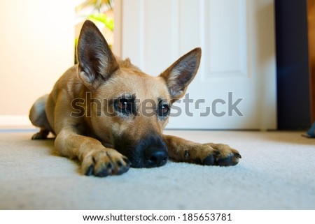 Dog lying on the floor, looking for someone to play with