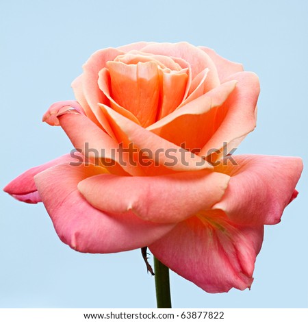 Beautiful pale pink rose on a blue background.