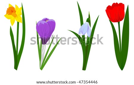 Crocus And Tulips