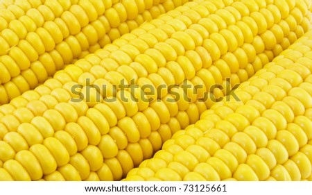 abstract background of yellow maize cobs