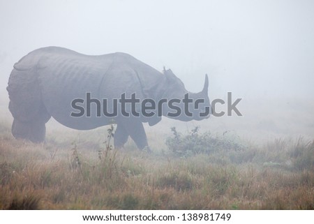 Indian one horned rhinoceros at Royal Chitwan national park in Nepal