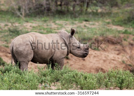 a cute baby rhino in the wild somewhere in South Africa