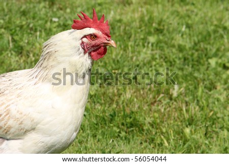 stock photo white Cock close up on the farm green grass background