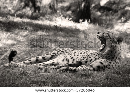 black and white photo of a cheetah with his mouth widely opened