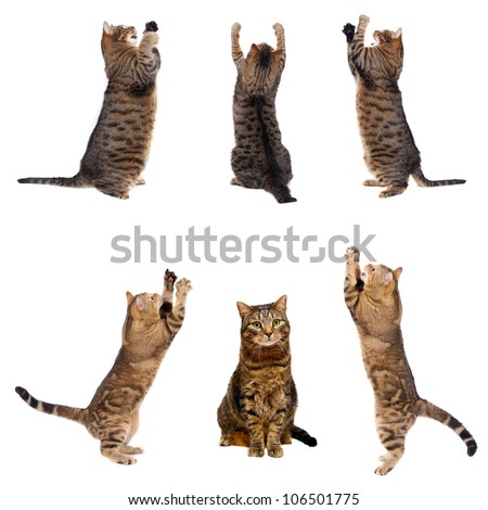Cats playing, isolated on white