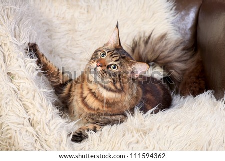 Brown Tabby Maine Coon on the white fur rug