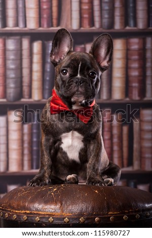 Cute french bulldog puppy with neck bow sitting in library
