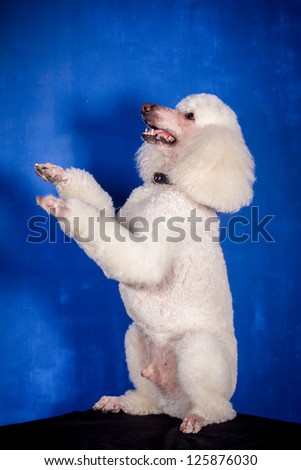 White Royal poodle on the blue background