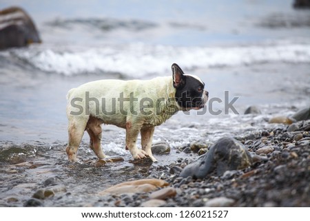 French Bulldog (3 year) on the sea