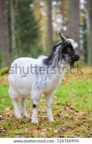 Domestic dwarf goat on field in autumn